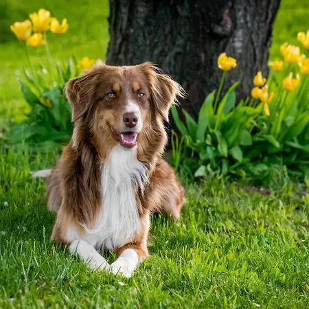 Mit Sauna Im Mirow Granzow